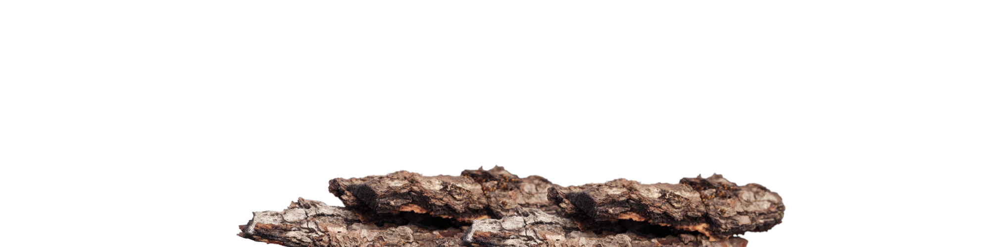 Wooden or Oud on a white background representing the base notes.