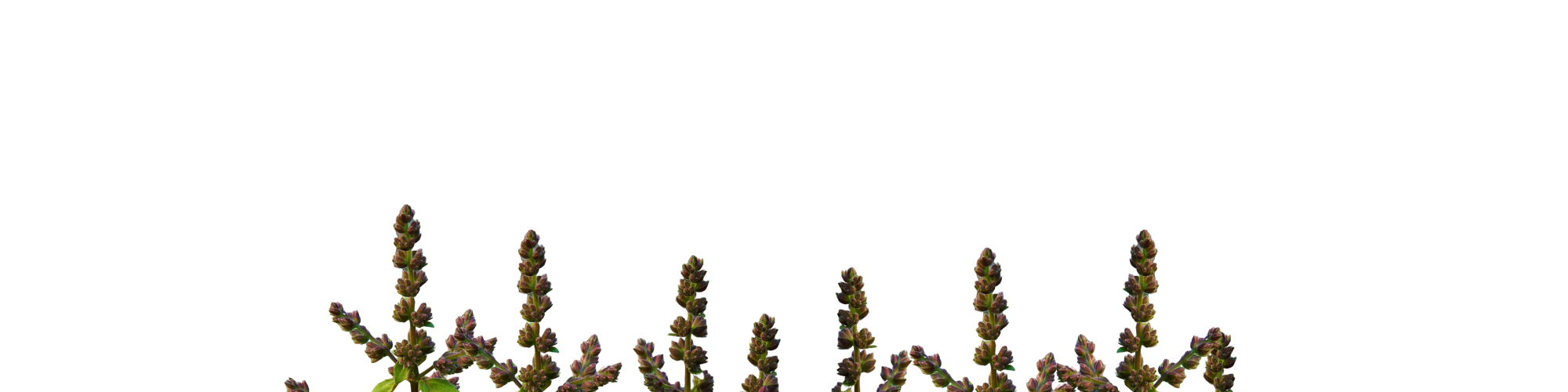 Row of Patchouli on a white background