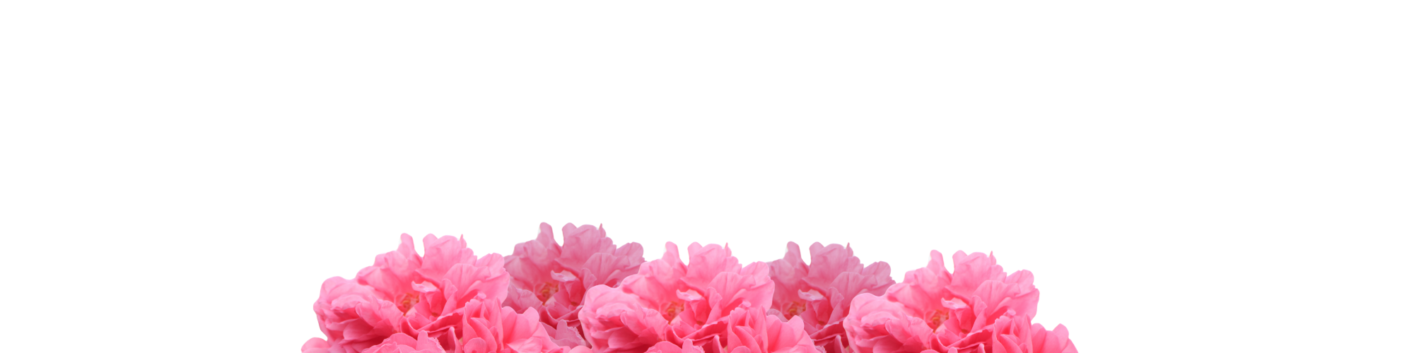 Pink Bulgarian flowers on a white background representing the heart notes.