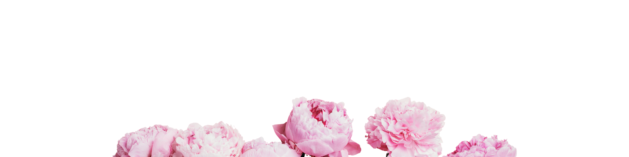 Peony flowers on a white background representing the Heart notes