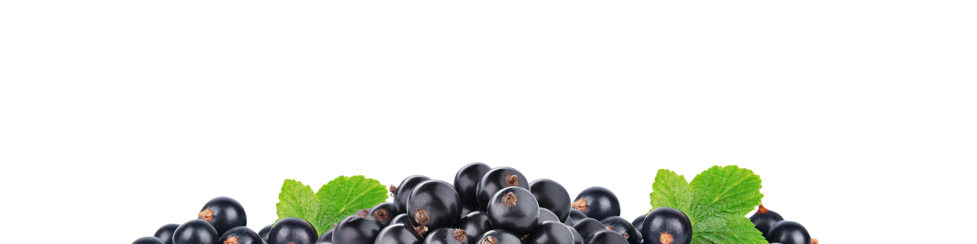Black currants with green leaves on a white background representing the Top notes.