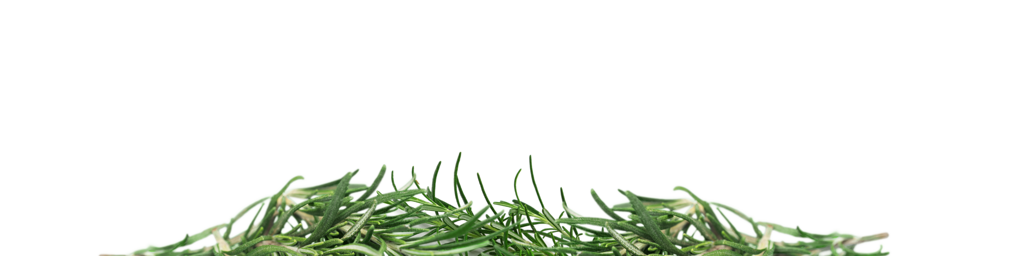 Green Rosemary herb on a white background.