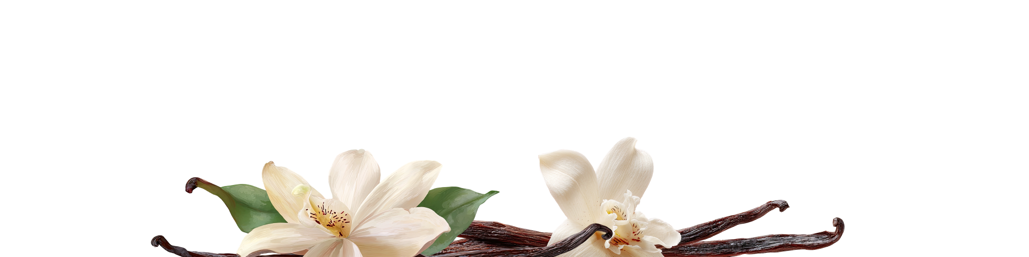 Vanilla beans with vanilla flowers on a white background representing the heart notes.